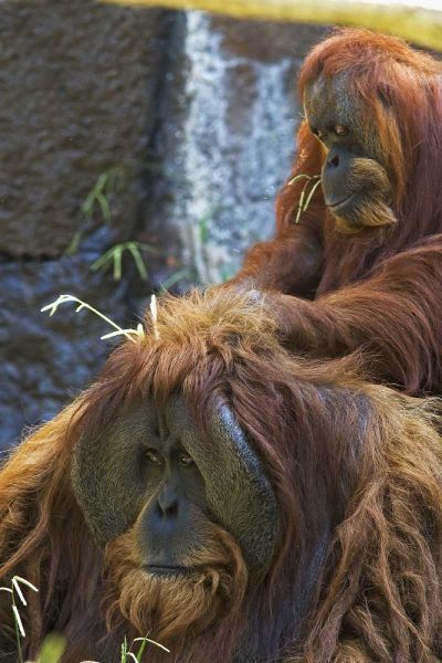 California, Sacramento Sumatran orangutans